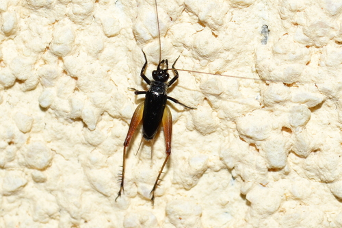 Trčkoliki šturak (Trigonidium cicindeloides)
