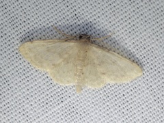 Idaea ptyonopoda