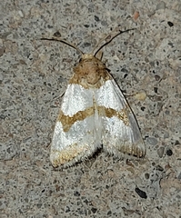 Schinia chryselloides