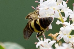 Dielis plumipes