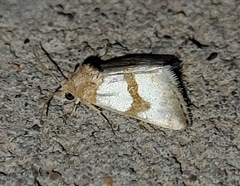 Schinia chryselloides