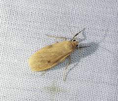 Paralithosia shaowuica