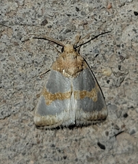 Schinia chryselloides