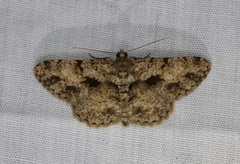 Psilalcis galsworthyi