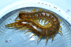 Scolopendra cingulata