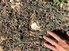 Astragalus subcinereus