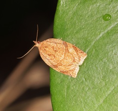 Adoxophyes privatana