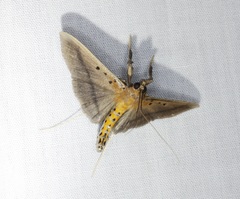 Filodes fulvidorsalis