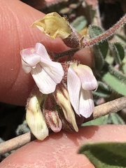 Astragalus subcinereus