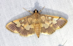 Hemopsis
