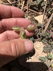 Astragalus subcinereus