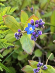 Myosotis decumbens