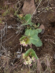 Asclepias cryptoceras davisii