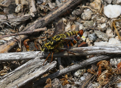 Pseudonomoneura hirta