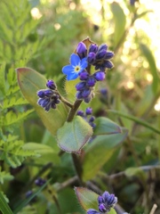 Myosotis decumbens