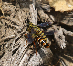 Pseudonomoneura hirta