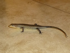 Trachylepis brevicollis
