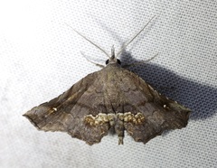 Throana pectinifer