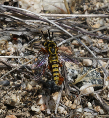 Pseudonomoneura hirta