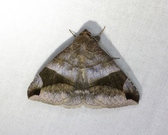 Bastilla amygdalis