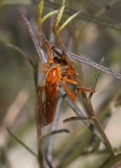 Saropogon luteus