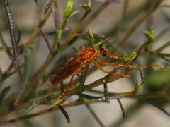 Saropogon luteus