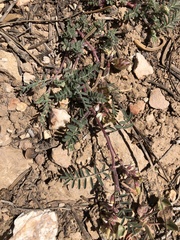 Astragalus subcinereus