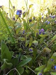 Myosotis decumbens