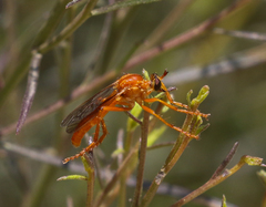 Saropogon luteus