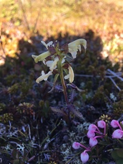 Pedicularis lapponica