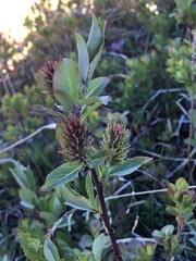 Salix hastata