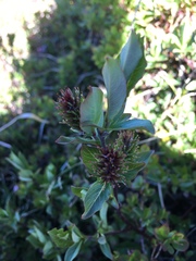 Salix hastata