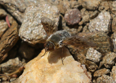 Thyridanthrax andrewsi