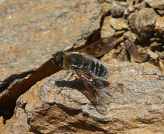 Thyridanthrax andrewsi