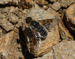 Thyridanthrax andrewsi