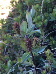 Salix hastata