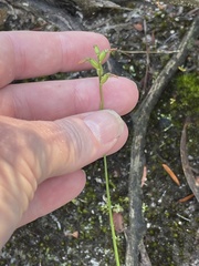 Genoplesium morrisii