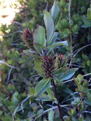 Salix hastata