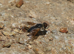 Thyridanthrax andrewsi