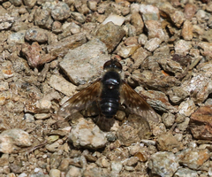 Thyridanthrax andrewsi