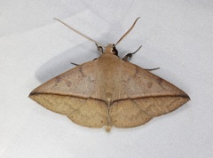Ugia purpurea