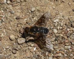 Thyridanthrax andrewsi