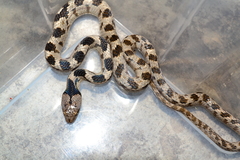 Telescopus fallax fallax