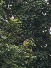 Pycnonotus zeylanicus