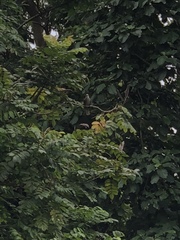 Pycnonotus zeylanicus