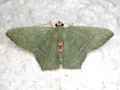 Hemithea marina