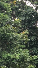 Pycnonotus zeylanicus