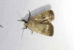 Athetis bremusa