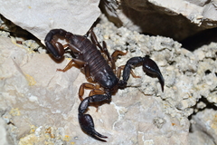 Euscorpius italicus
