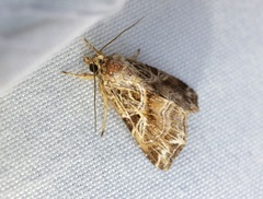 Callopistria flavitincta